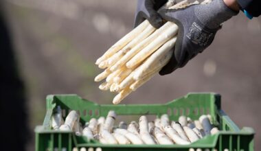 Niedersachsen & Bremen: Spargelbauern stehen in den Startlöchern