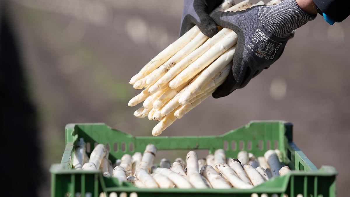 Niedersachsen & Bremen: Spargelbauern stehen in den Startlöchern