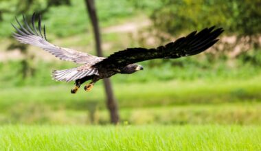 Drei Seeadler-Paare in Hamburg heimisch - gute Bedingungen