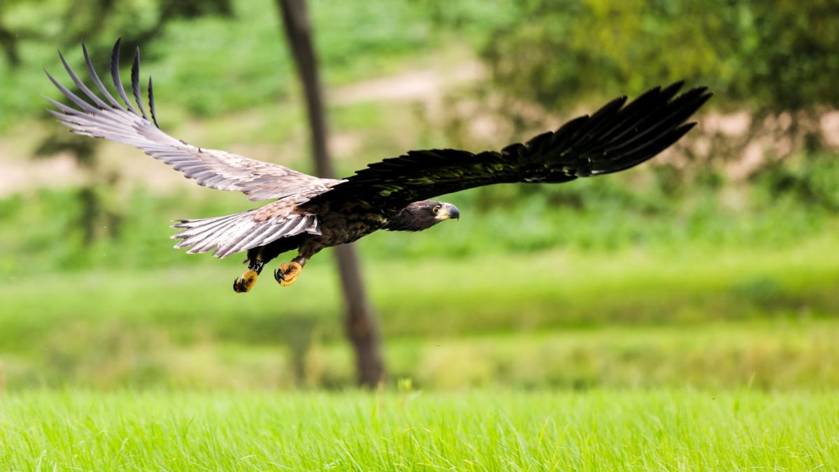 Drei Seeadler-Paare in Hamburg heimisch - gute Bedingungen