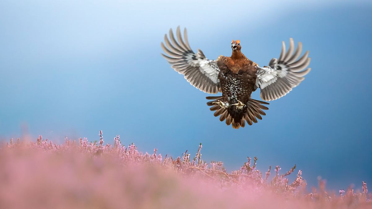 Fuchs, Hase und Moorhuhn: "British Wildlife Photography Awards": die Gewinnerbilder