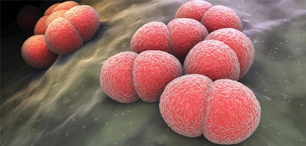 Phase-III-Studie: Gepotidacin wirksam gegen Gonorrhö - Ärzte Zeitung