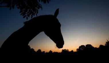 Niedersachsen & Bremen: Zahlreiche Tierschutzverstöße in Niedersachsen und Bremen
