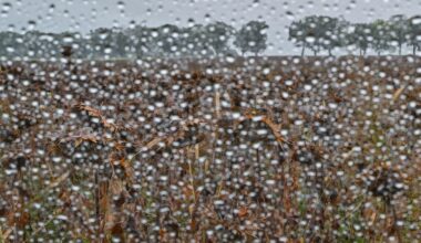 Niedersachsen & Bremen: Außergewöhnlich trocken - Landwirte hoffen auf Regen