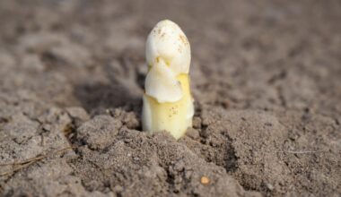 Spargelsaison hat begonnen - warum endet sie am 24. Juni und warum ist Spargel so teuer?