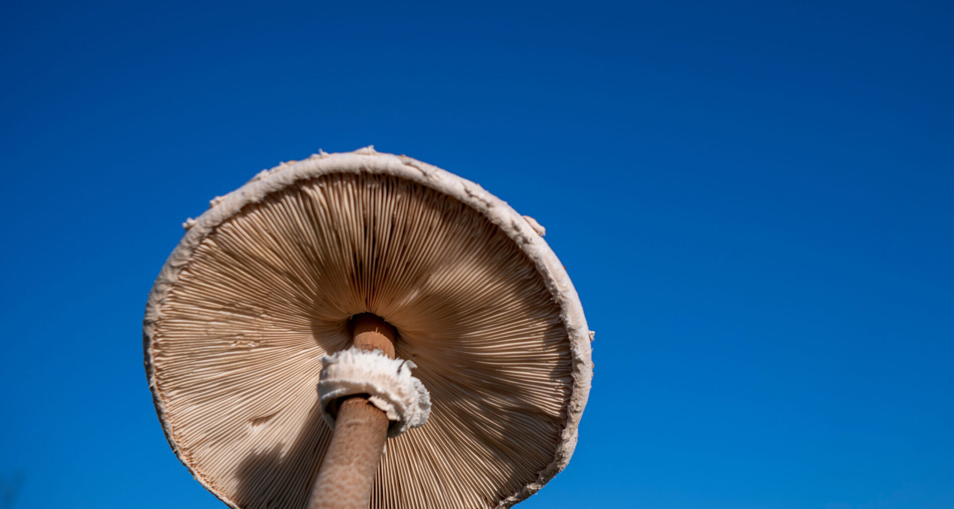 Vitamin D-Pilze: Was ist dran am Hype?