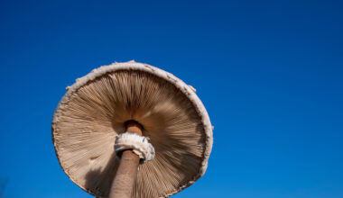 Vitamin D-Pilze: Was ist dran am Hype?