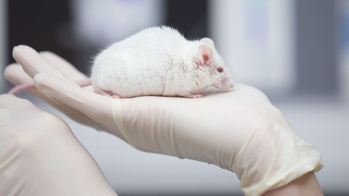 Niedersachsen & Bremen: Zahl der genehmigten Tierversuche leicht zurückgegangen