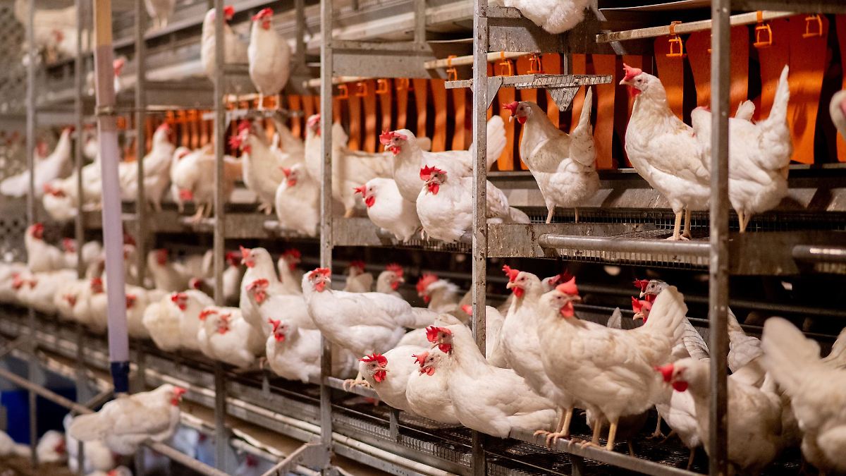 Niedersachsen & Bremen: Eier sind knapp - aber für Verbraucher relativ günstig