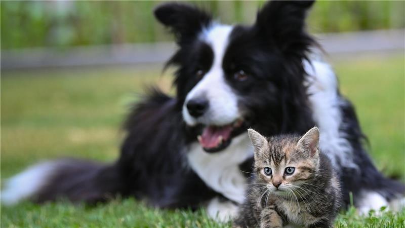 Vielen Tieren in Niedersachsen geht es gut - doch jedes Jahr werden zahlreiche Verstöße gegen das Tierschutzgesetz gemeldet. (Symbolbild) 