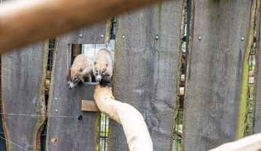 Nordrhein-Westfalen: Schüchterne Weißrüsselnasenbären lassen Besucher warten
