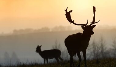 Nordrhein-Westfalen: Entlaufene Hirsche aus Bonn sind noch nicht zurückgekehrt