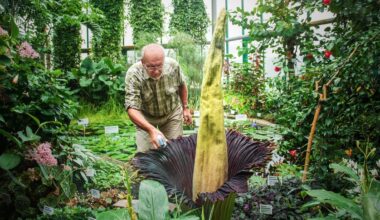 Bremen: Botanika erwartet "spektakuläres Naturereignis"