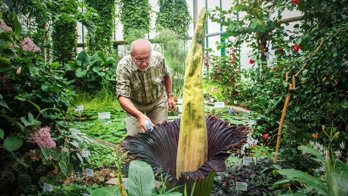 Bremen: Botanika erwartet "spektakuläres Naturereignis"