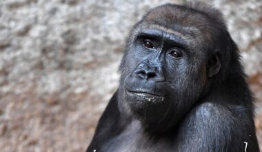 Mysteriöses Affen-Sterben im Leipziger Zoo: Eine Woche, zwei Gorillas tot! | Regional