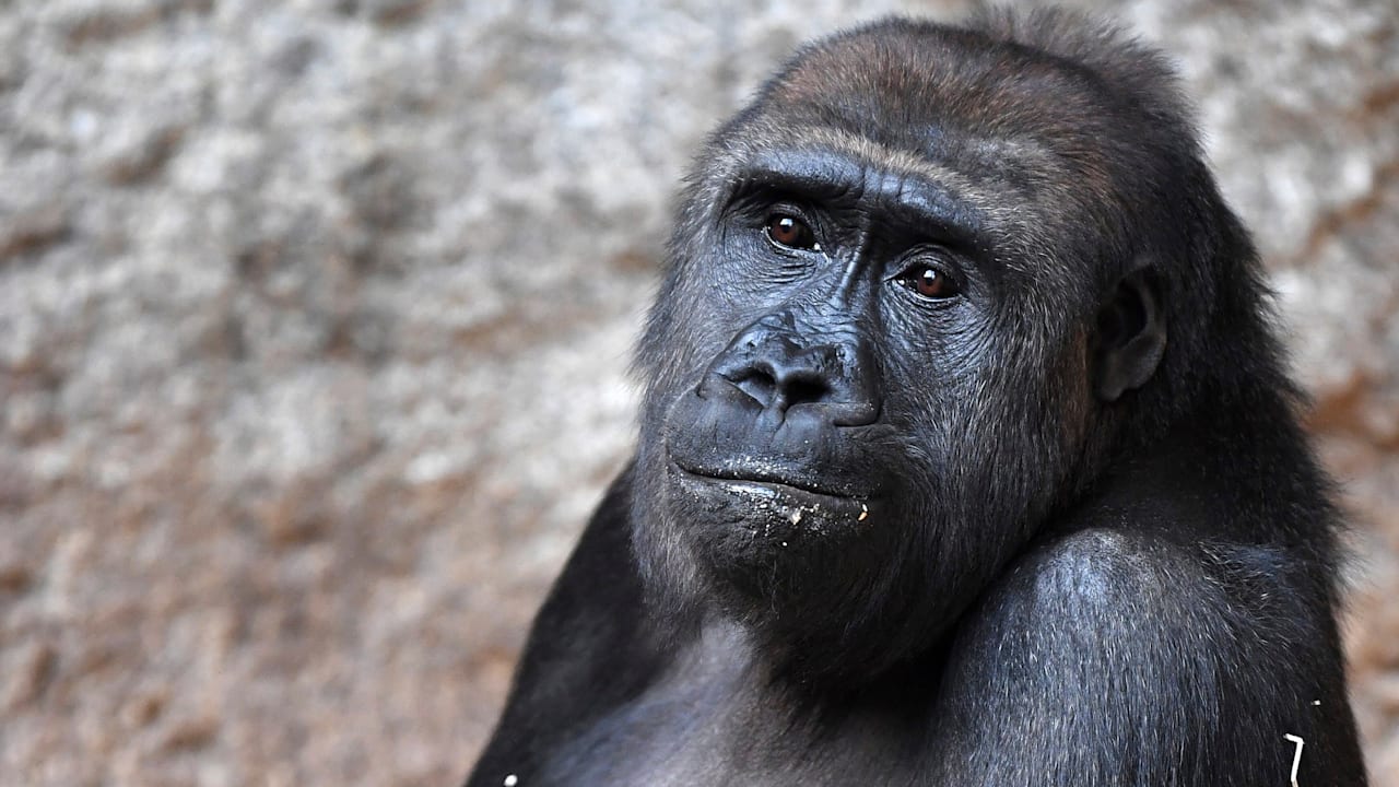 Mysteriöses Affen-Sterben im Leipziger Zoo: Eine Woche, zwei Gorillas tot! | Regional