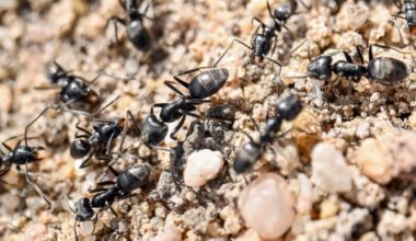 Aggressive Ameisen breiten sich in Deutschland aus