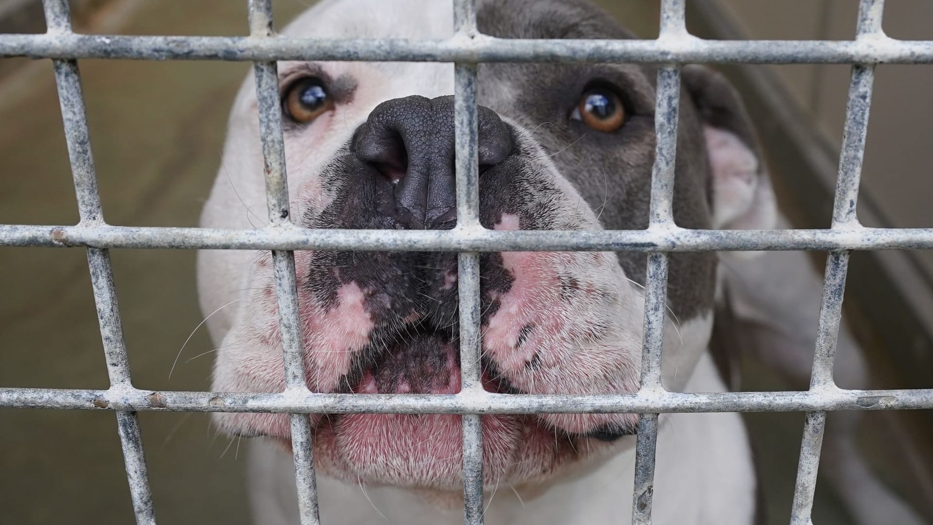 American Staffordshire Terrier