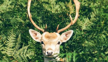Bonn: Hirsche sind ausgebüchst und wandern durch den Wald