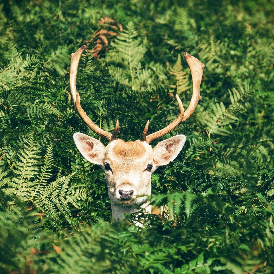 Bonn: Hirsche sind ausgebüchst und wandern durch den Wald