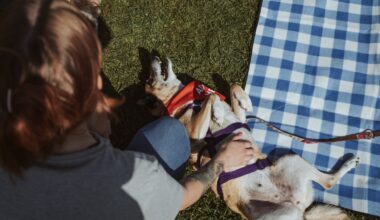 Wie Bremer Hunde und Halter beim Speed-Date zueinander finden könnten