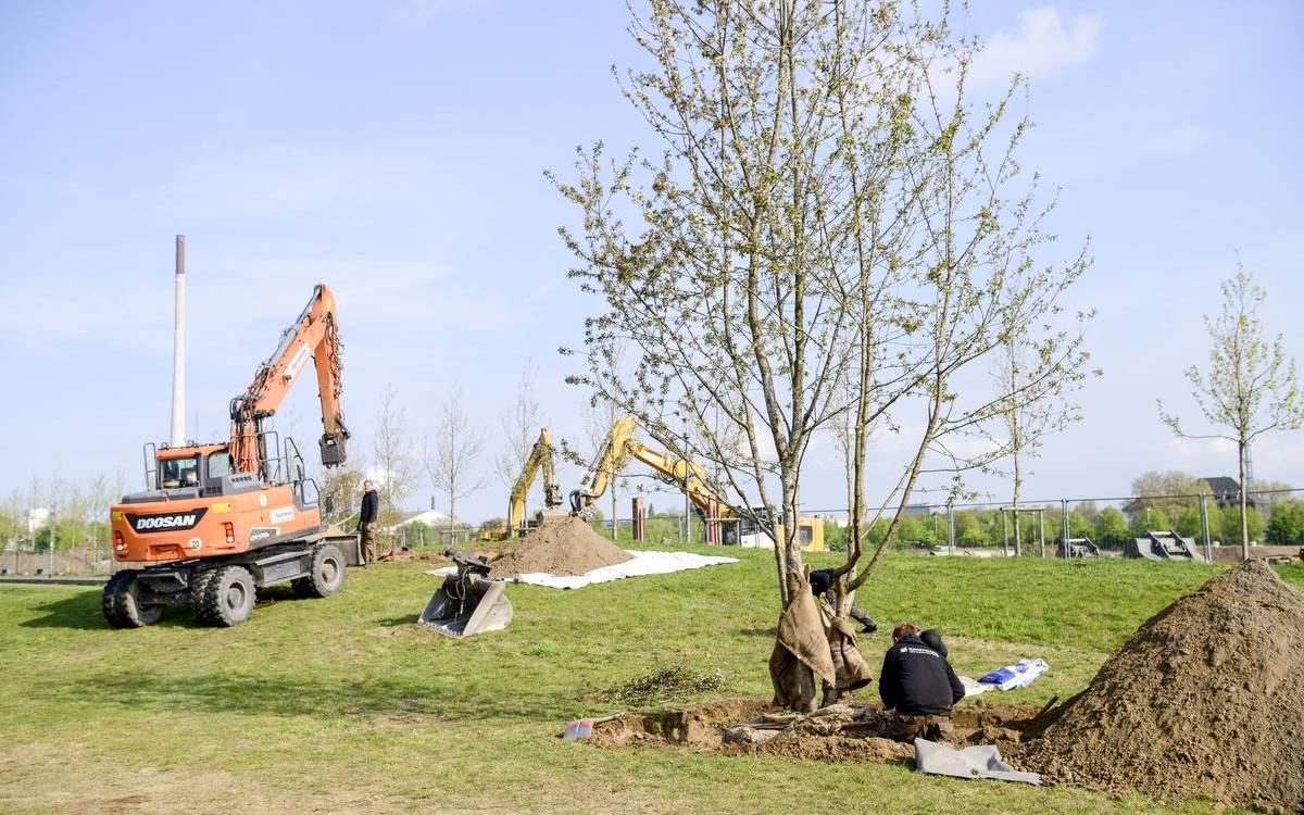 Im Rheinpark wurden heute (14.4.) an die 30 Bäume gepflanzt. 