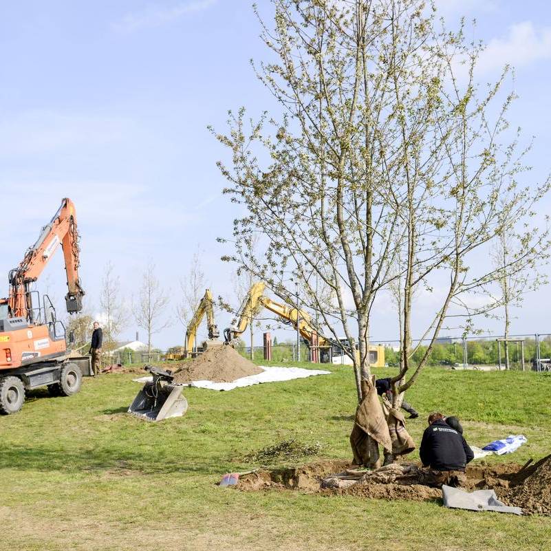 IGA 2027: Baumpflanzungen im Rheinpark