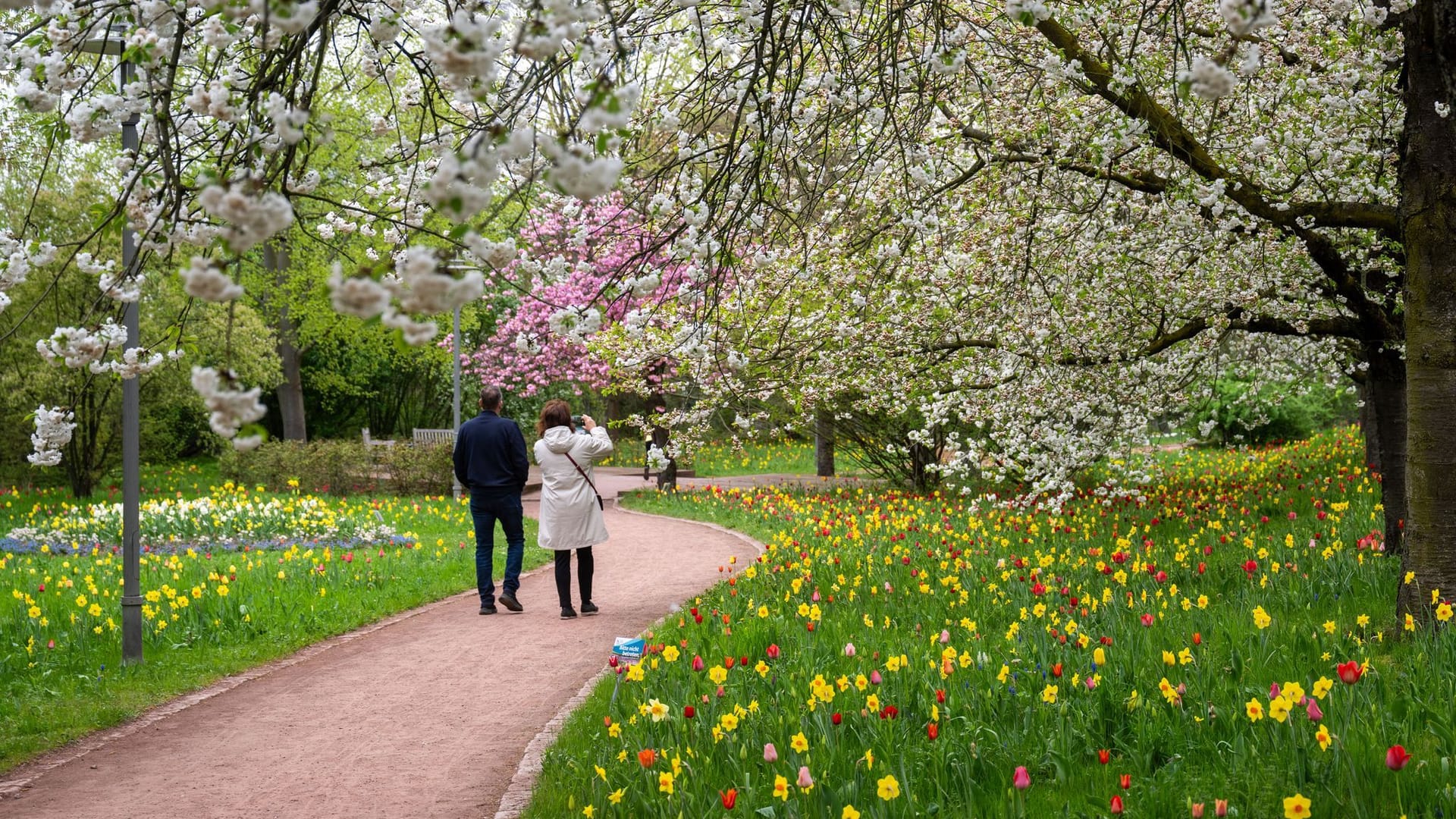 20. Tulpenausstellung "Tulipan" im Britzer Garten