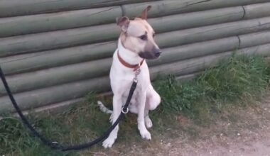 Hund vor Holzhütte ausgesetzt: Besitzer drohen 25.000 Euro Bußgeld | Regional