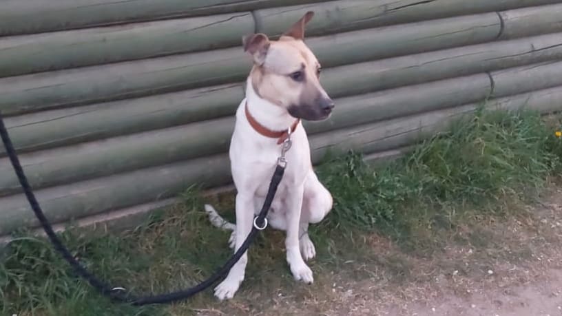 Hund vor Holzhütte ausgesetzt: Besitzer drohen 25.000 Euro Bußgeld | Regional