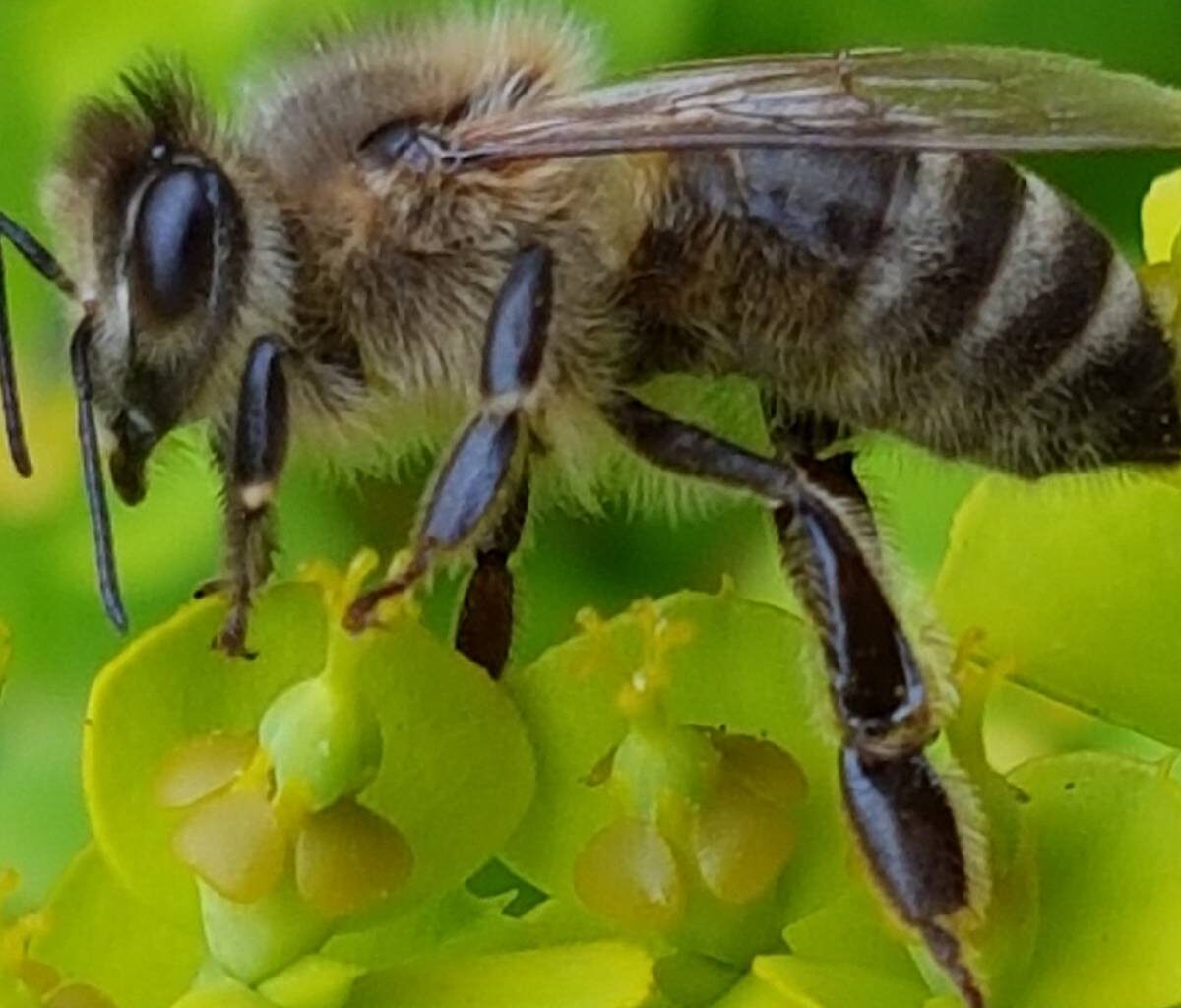 Insektenausstellung kommt nach Oberhausen - Radio Oberhausen