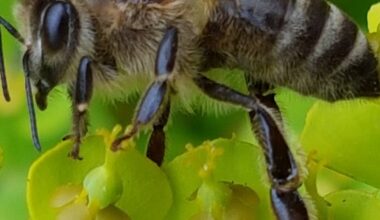 Insektenausstellung kommt nach Oberhausen - Radio Oberhausen