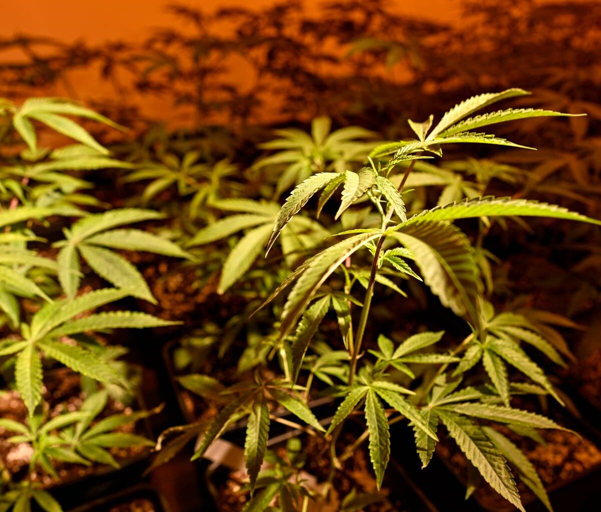 Cannabis in Essen - Nachfrage nach Infos stark gestiegen