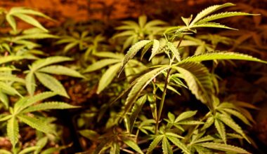 Cannabis in Essen - Nachfrage nach Infos stark gestiegen