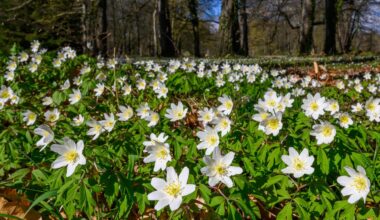 Der Klimawandel setzt die Frühblüher unter Stress