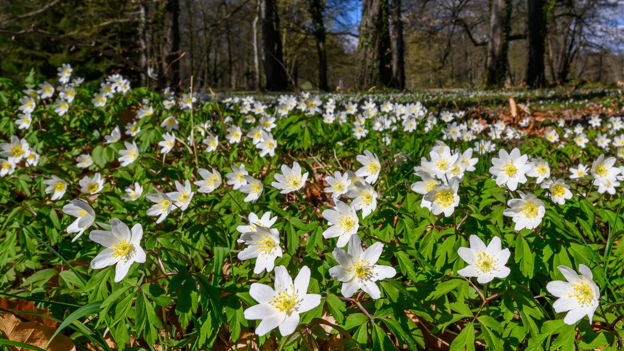 Der Klimawandel setzt die Frühblüher unter Stress