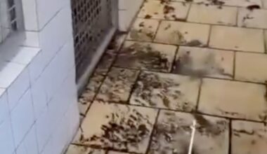 Tierheim Gelsenkirchen nach Starkregen mit Fäkalien überflutet | Regional