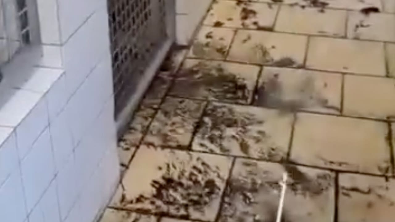 Tierheim Gelsenkirchen nach Starkregen mit Fäkalien überflutet | Regional