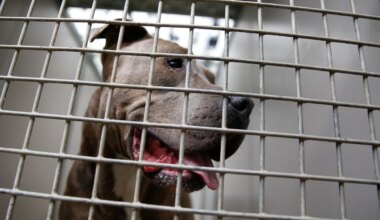 Sechsjähriger im Krankenhaus - Kind bei Hannover von Kampfhund verletzt - Panorama