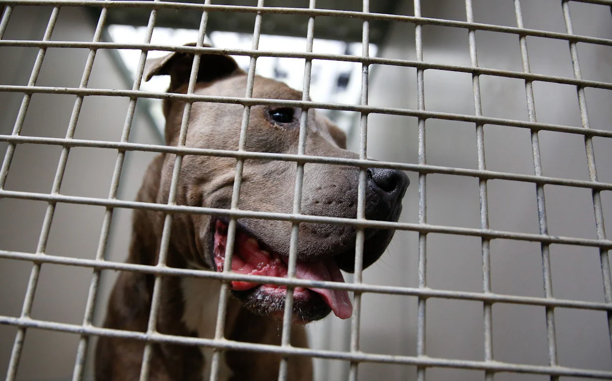 Sechsjähriger im Krankenhaus - Kind bei Hannover von Kampfhund verletzt - Panorama