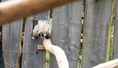Neue Tierart für Zoo Münster - Schüchterne Weißrüsselnasenbären lassen Besucher warten - Wissen