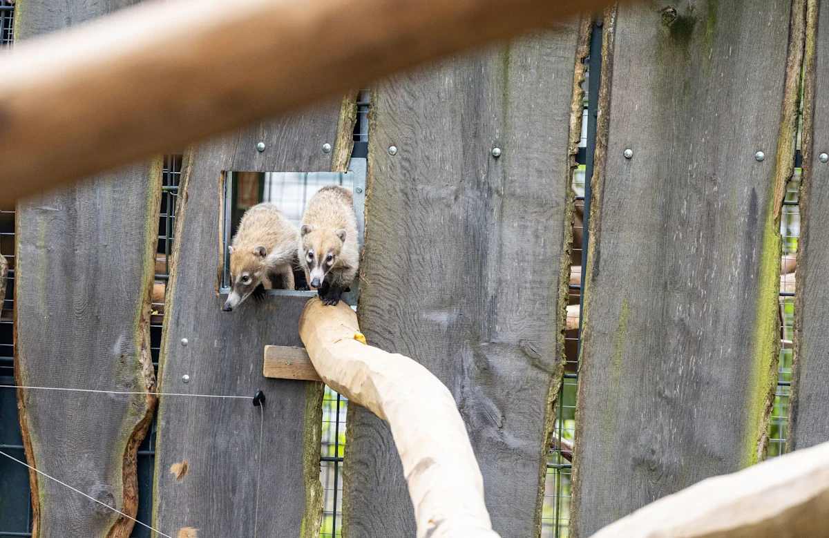 Neue Tierart für Zoo Münster - Schüchterne Weißrüsselnasenbären lassen Besucher warten - Wissen