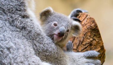 Duisburg | Koala-Baby im Duisburger Zoo heißt Yoorana