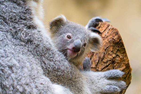 Duisburg | Koala-Baby im Duisburger Zoo heißt Yoorana