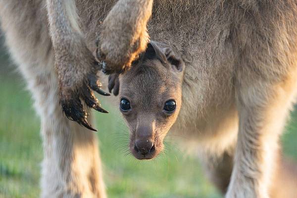 Stuttgart | Nachwuchs bei den Riesenkängurus schaut schon aus dem Beutel