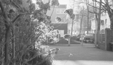 Warum fotografiert man Blumen? Fotografien von Xiaole Ju