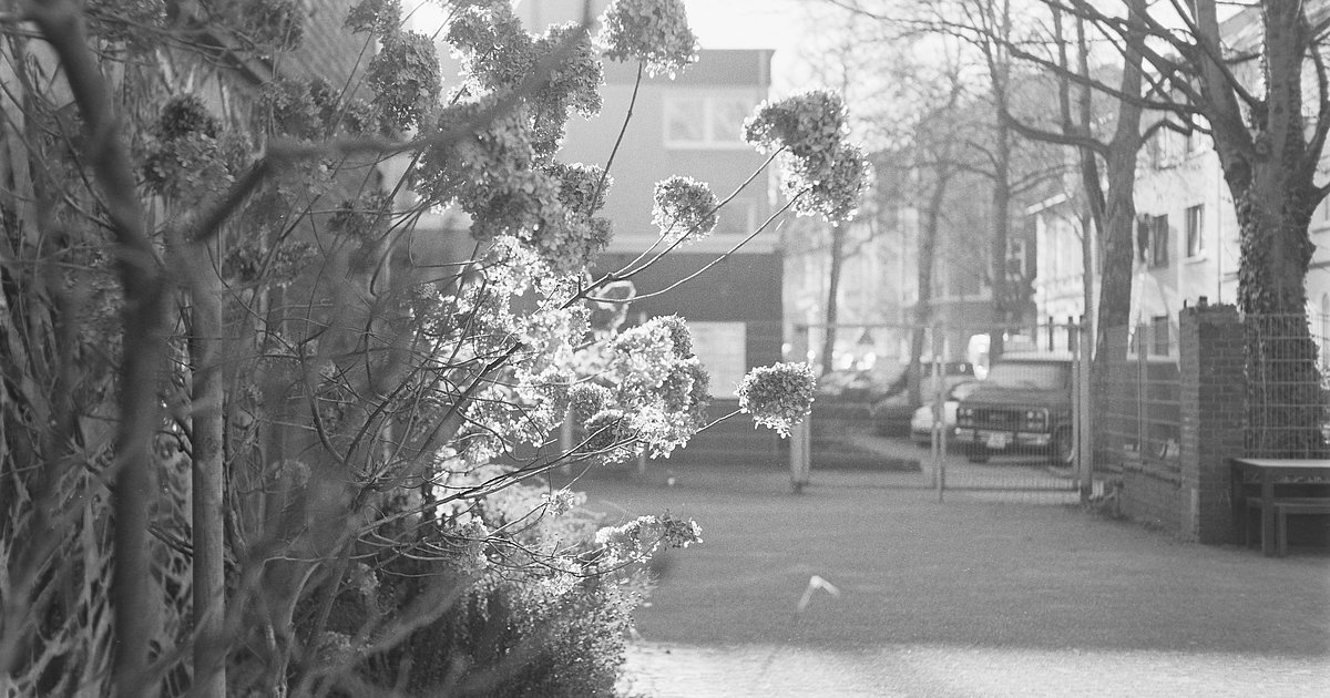 Warum fotografiert man Blumen? Fotografien von Xiaole Ju