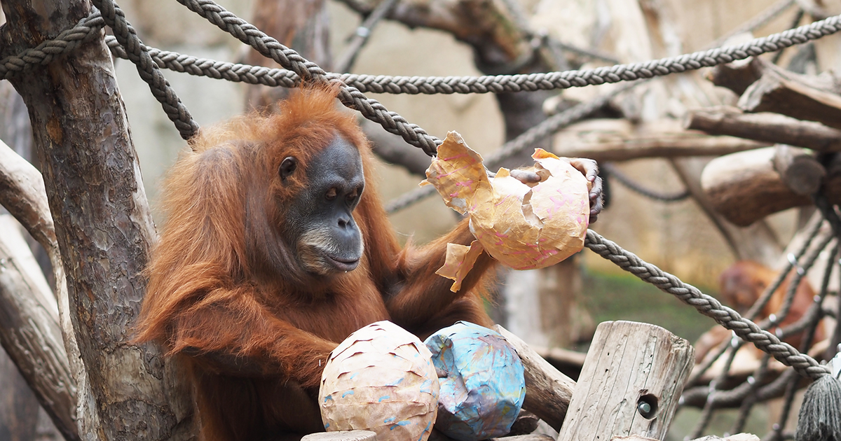 Osterspaziergang vom 19. bis 21. April 2025 im Zoo Leipzig - Stadt Leipzig