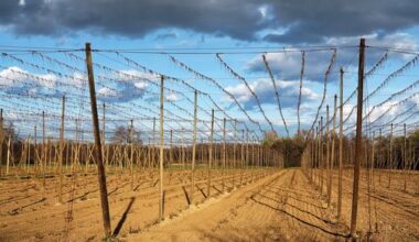 Zu viel Hopfen – Bauern in Deutschland roden Bestände: Tageskarte