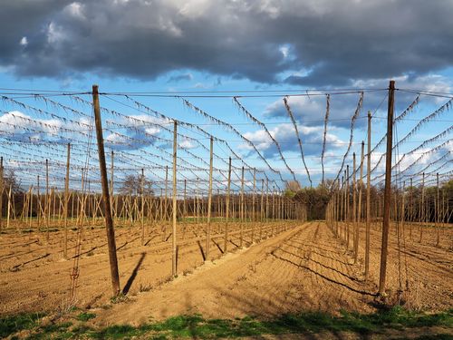 Zu viel Hopfen – Bauern in Deutschland roden Bestände: Tageskarte